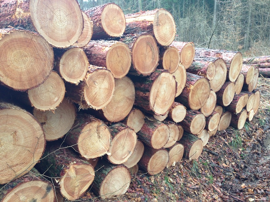 Holzlagerung im Wald zur Reduktion der Feuchte