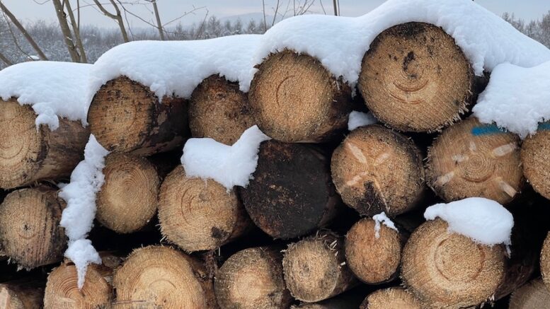 Holzlagerung im Wald