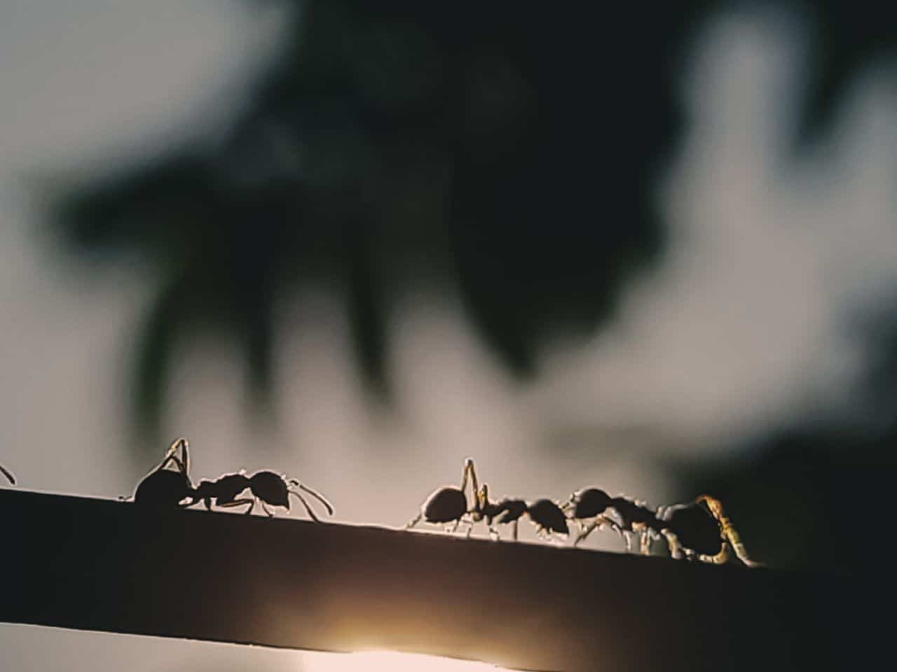 Ameisen auf Holz