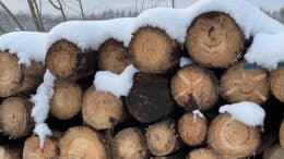 Holz aus nachhaltiger Forstwirtschaft